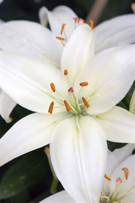Lily Flower White Free Stock Photo Public Domain Pictures