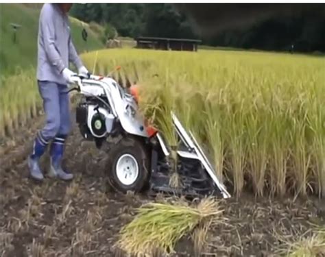 Small Farm Rice Production