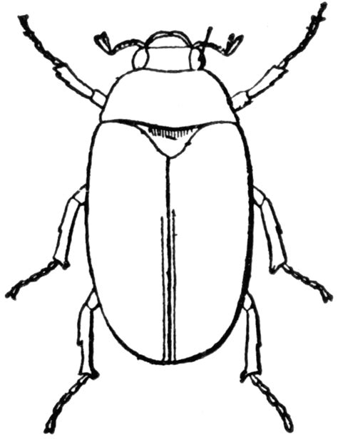 Bugs Black And White Clipart Clipart Best