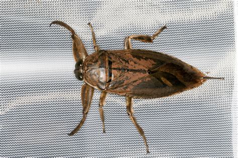 Maryland Biodiversity Project Uhlers Water Bug Lethocerus Uhleri