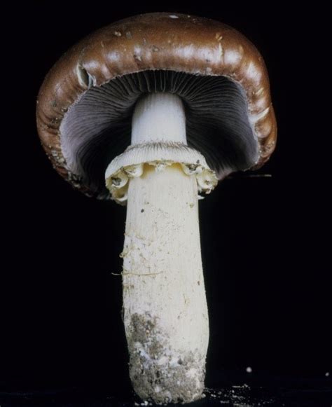 Stropharia Rugosoannulata Midwest American Mycological Information