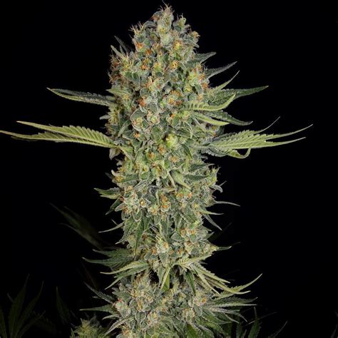 Serious Kush Strain Info Serious Kush Weed By Serious Seeds Growdiaries