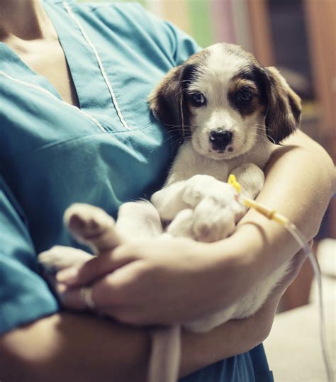 Parvovirus Infection In Puppies A Deadly Threat Boca Midtowne Animal