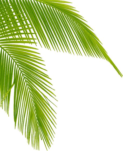 Transparent Palm Tree Leaves Png Png Download Transpa