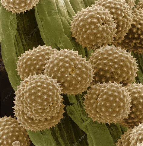 Pollen Grains From Ragweed Flower Stock Image B7860308 Science