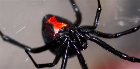 Black widow spider bites rarely kill people, but it's important to get medical attention as soon as you can because they can make you very sick. Will A Bite From This Spider Kill You?