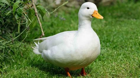 Fun Call Duck Facts For Kids Kidadl