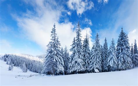 Snowy Trees Landscape Wallpaper 2560x1600 27386
