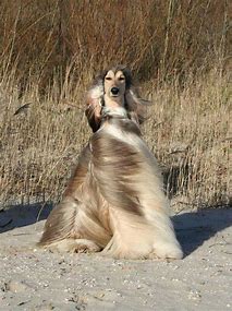 Best Afghan Hound Ideas And Images On Bing Find What You