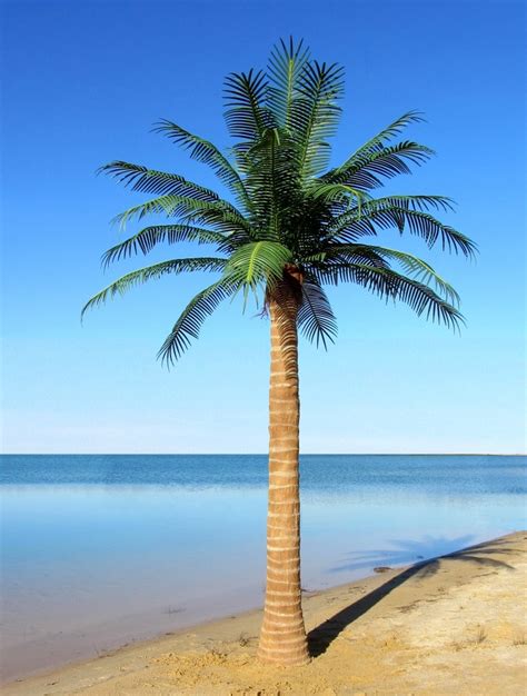 Outdoor Artificial Coconut Palm Tree With 27 Phoenix Leaves Outdoor