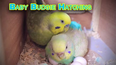 Baby Budgie Hatching Youtube