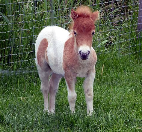 Foto Gratis Poni Shetland Foal Mini Pony Kurcaci Pony Bayi Kuda
