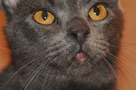 Cat With Sore On Lip Pic Included Thecatsite
