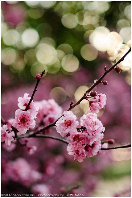 86 Cherry Blossom Love Ideas Cherry Blossom Blossom Beautiful Flowers
