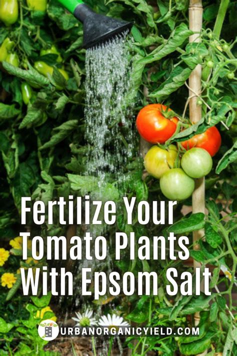 How Much Epsom Salt For Tomatoes Epsom Salt For Tomatoes Vegetable