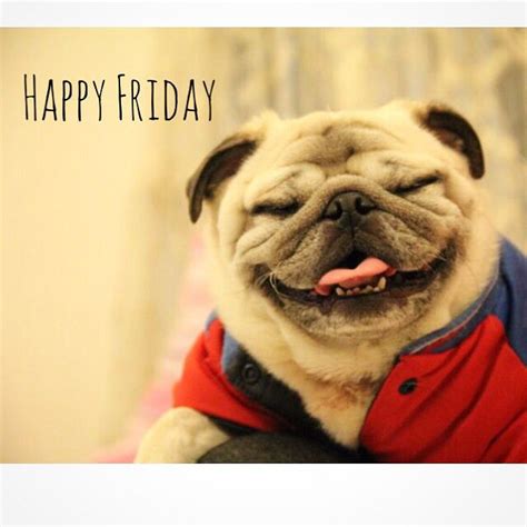Happyfriday Happy Friday Pugs Happy