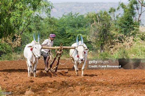A Farmer Is Ploughing A Field Using White Oxen For Pulling The