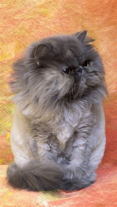 Fluffy Cat Breeds Philippines Cat Meme Stock Pictures And Photos