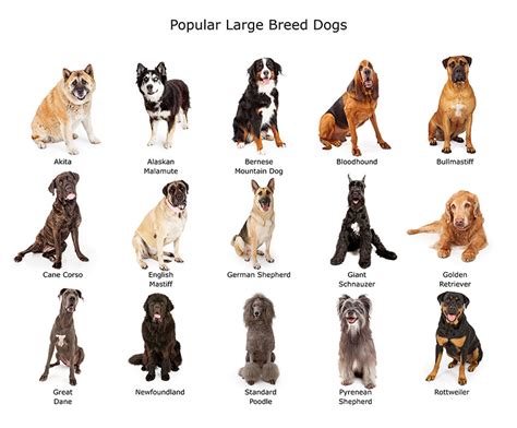 What Dog Breeds Are Considered Large