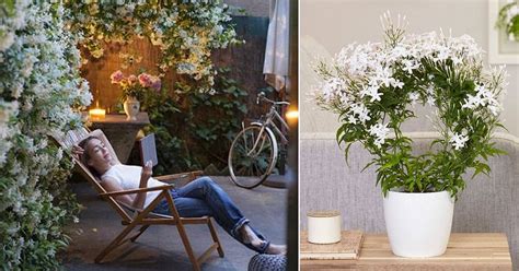 We did not find results for: 10 Amazing Jasmine Plant Benefits You Should Know