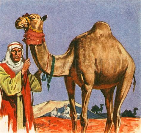 The hump stores up to 80 pounds of fat, which a camel can break down into water and energy when sustenance is not available. Camel stock image | Look and Learn