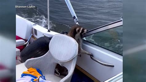Raccoons Discovered On Couples Boat While On The Water