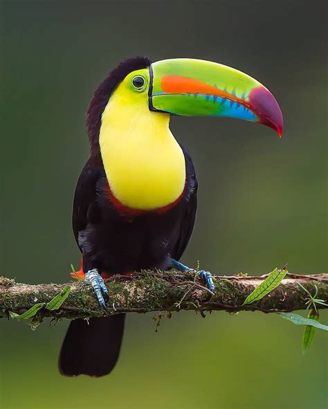 Keel Billed Toucan Also Known As Rainbow Billed Toucan Brazil R