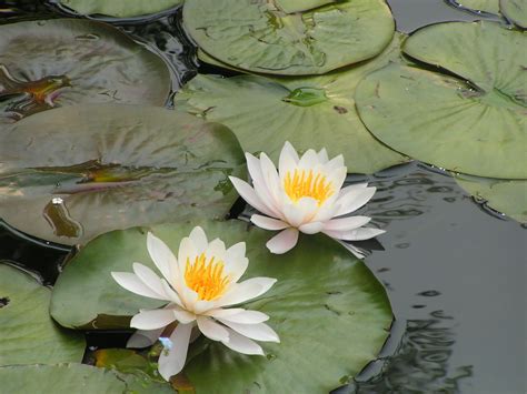 Pic Of Lily Pond In Montreals Botanical Garden Montreal Botanical