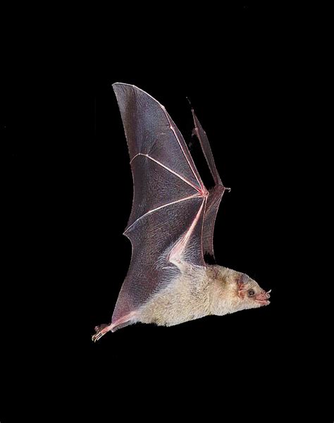 Welcome To Fun2shh World Latest Bat Flying Animal Wallpapers Download