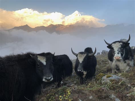What Do You Get When You Cross A Yak And A Hill Cow