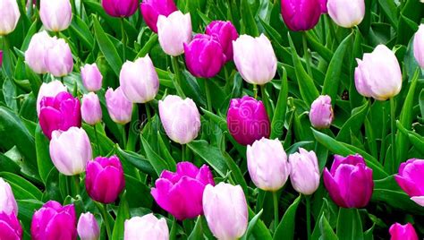 Pink And Purple Tulip Flowers In The Garden Stock Photo Image Of