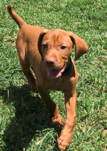 What impacts cost differences in vizslas? Vizsla Puppies at a Special Price | White River Kennels