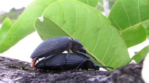 biología reproduccion sexual en insectos los escarabajos youtube