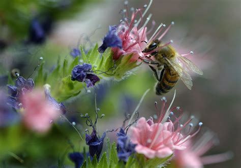 They can kill bees and butterflies. How to lure the bees, butterflies and other pollinators to ...