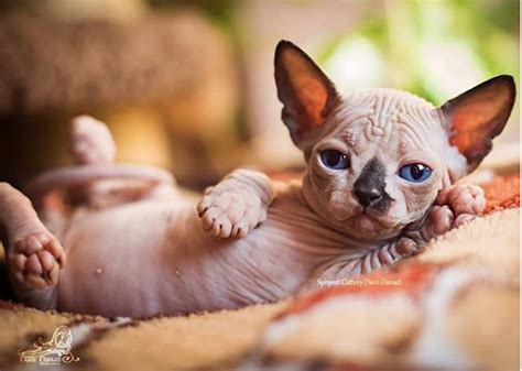 This cat breed was developed by ann baker in riverside, california, during the early 1960s. 20 Adorable Sphynx Kittens That'll Make You Obsessed With ...