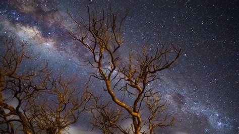 Milky Way Galaxy Tree Dark 4k Hd Nature 4k Wallpapers