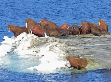 Free Picture Walrus Bering Sea Ice