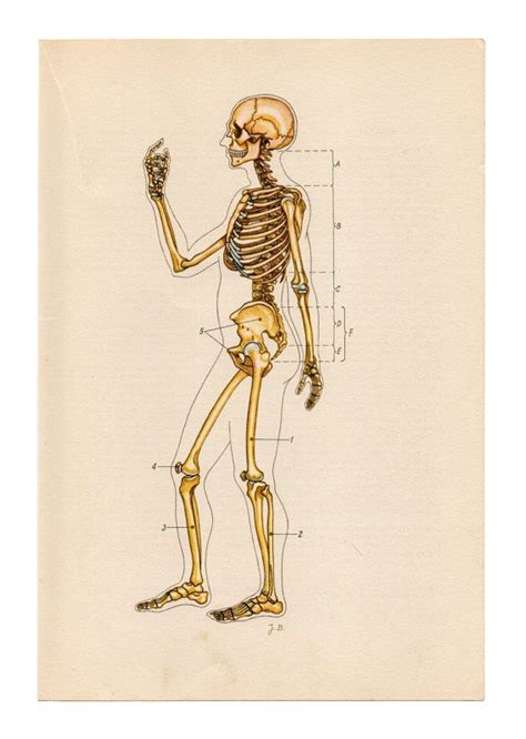 Pin On Vintage Anatomical