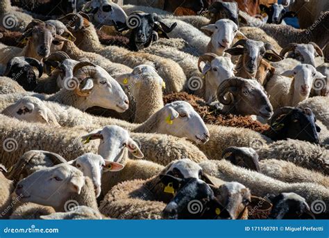Flock Of Sheep Stock Image Image Of Herding Countryside 171160701