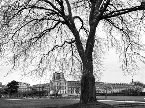 Winter At The Tuileries Garden Smithsonian Photo Contest