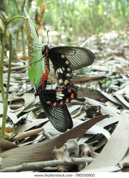 Butterflies Giant Swallowtails Mating Stock Photo Shutterstock