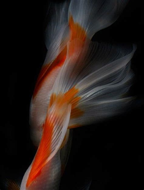 Still Life Photographs Of Fish By Hiroshi Iwasaki Fish Beautiful