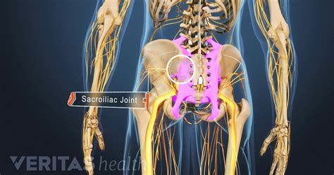 Learn about anatomy lower limb with free interactive flashcards. 4 Types of Arthritis That Cause Sacroiliac Joint Pain