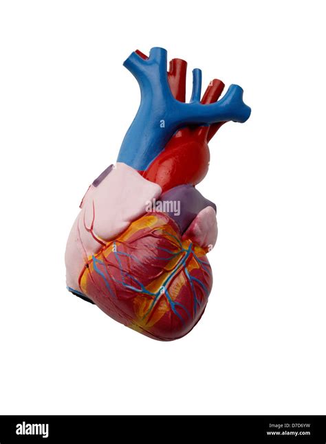 Human Heart Diagram Hi Res Stock Photography And Images Alamy