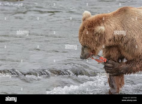 Grizzly Bears Catching And Eating Salmon At The Top Of A Waterfall