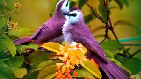 Hermosas Aves Y Flores Fondo De Pantalla De Pájaro Amarillo