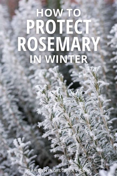 How To Protect Rosemary In Winter Gardening Is Great