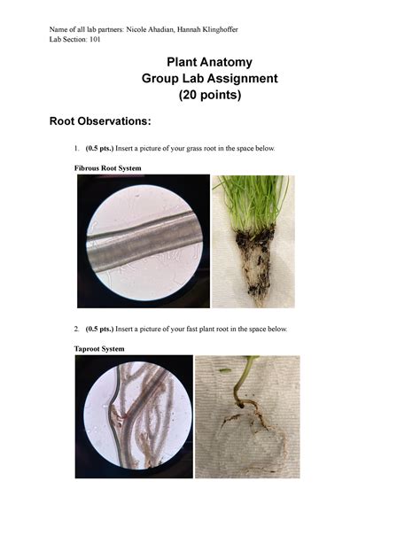Plant Anatomy Lab Assignment Lab Section 101 Plant Anatomy Group Lab