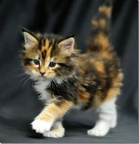 Top 10 Cutest Cat Breeds In The World Catvills Artofit