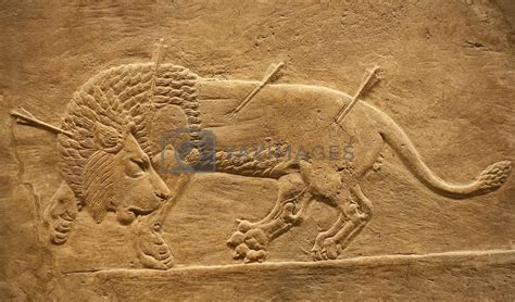 Royalty Free Image Old Assyrian Relief Of A Lion Beig Hunted By Kmiragaya